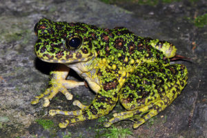 アマミイシカワガエル　蛙　カエル　奄美　両生類