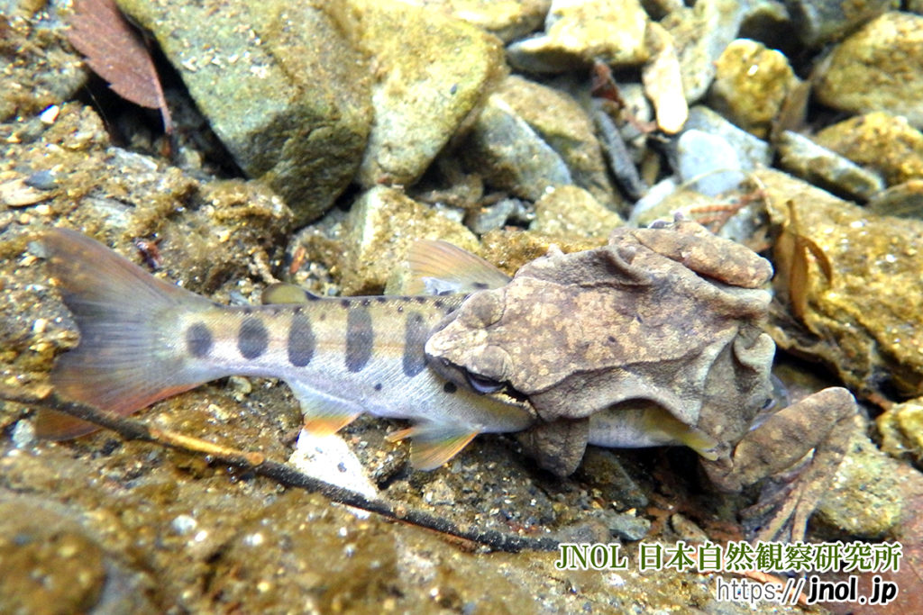 ナガレタゴガエル 魚に抱きつく皮膚がブヨブヨの不思議なカエル 山川自然研究所