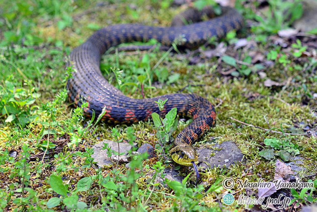 ヤマカガシの生息地、特徴や模様、毒性、幼蛇(赤ちゃん)を画像つきで解説| 日本ヘビ図鑑