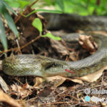 アオダイショウの写真。大型のヘビ。ネズミを食べる蛇。