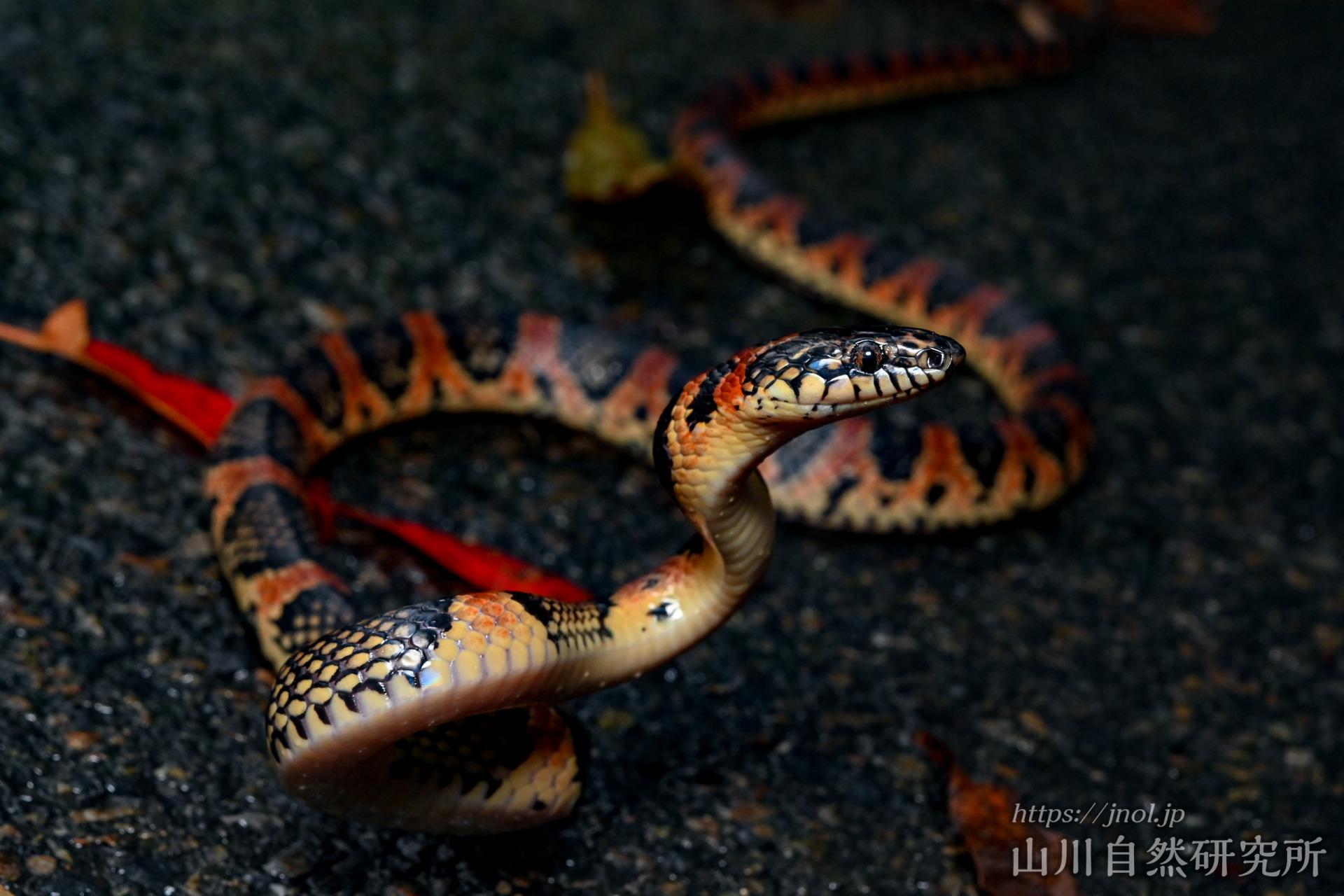 アカマタ 毒蛇ハブをも食べる 美しくも狂暴なヘビ 山川自然研究所