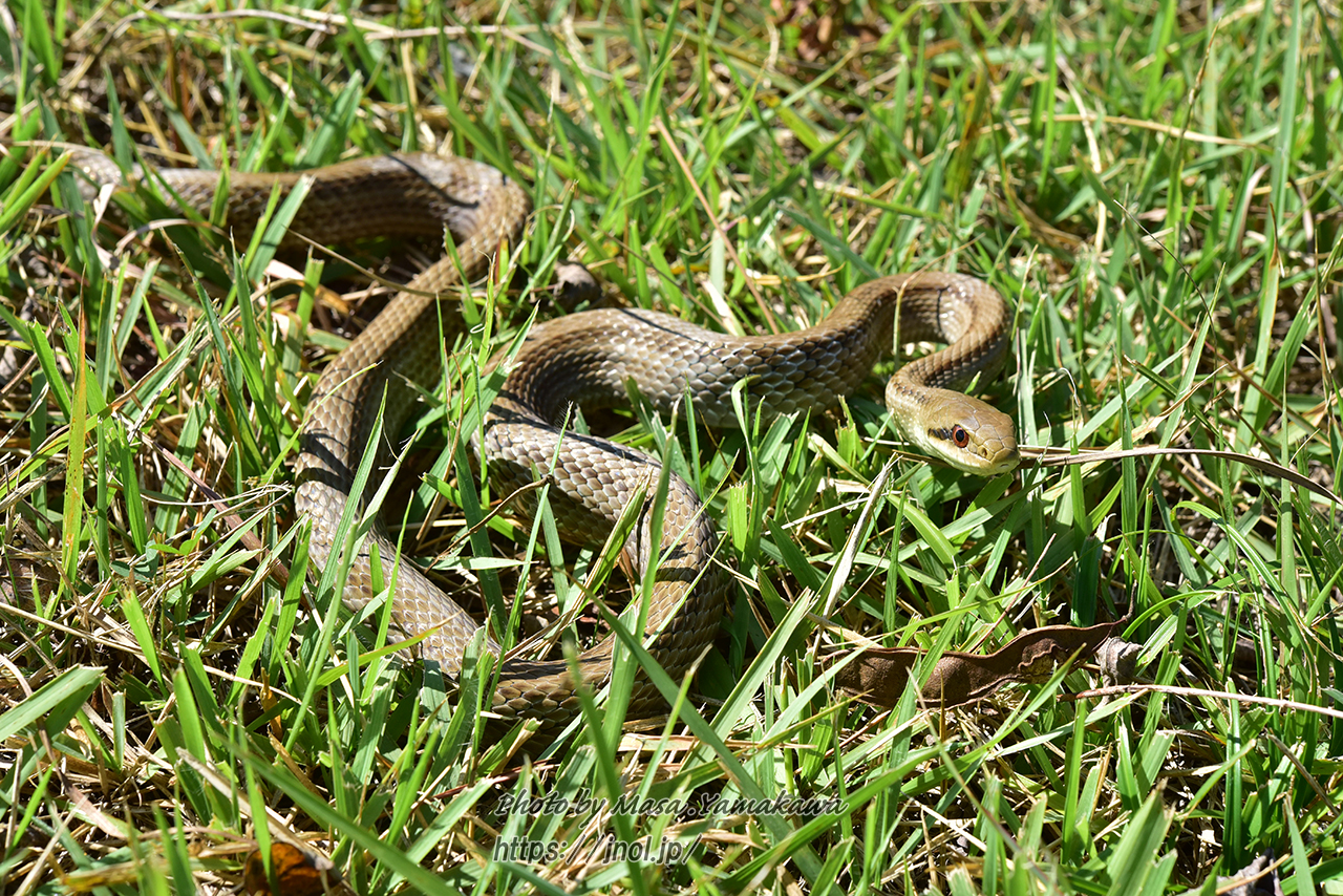 シマヘビ 幼体や黒化型 カラスヘビ を写真つきで解説 山川自然研究所