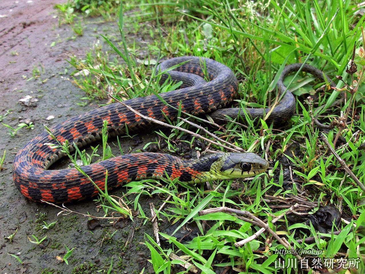 ヤマカガシの解説 生息地 特徴や模様 毒性 幼蛇について 山川自然研究所