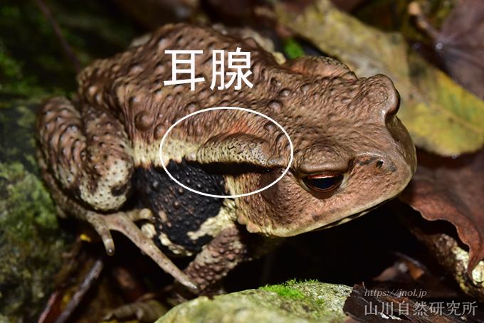 ヤマカガシの生息地、特徴や模様、毒性、幼蛇(赤ちゃん)を画像つきで解説| 日本ヘビ図鑑
