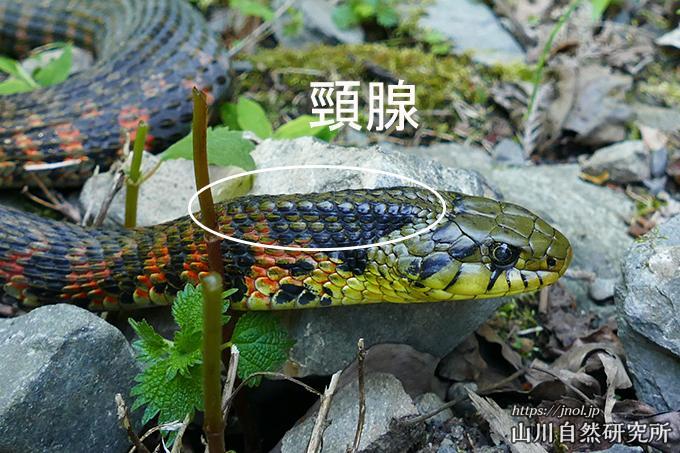 ヤマカガシの生息地、特徴や模様、毒性、幼蛇(赤ちゃん)を画像つきで解説| 日本ヘビ図鑑