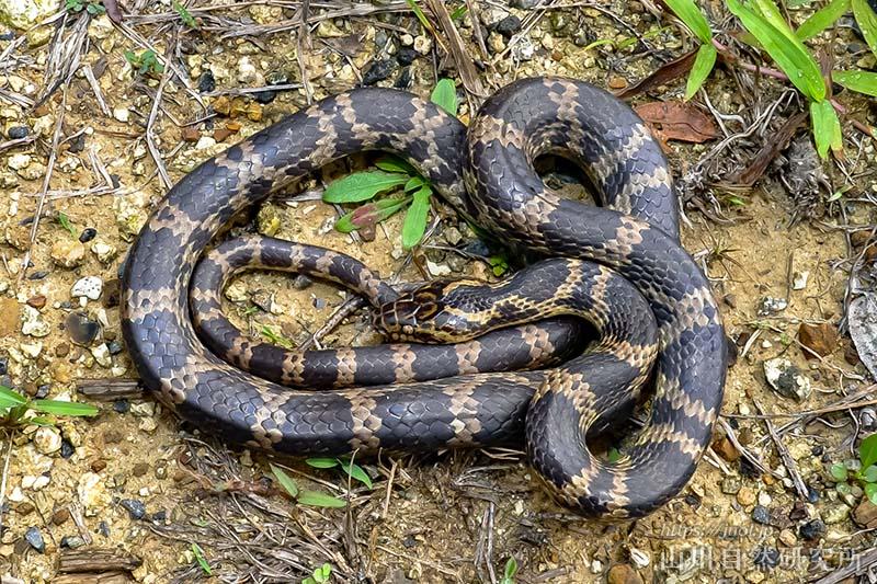 サキシママダラ