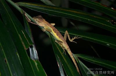 眠るサキシマキノボリトカゲ