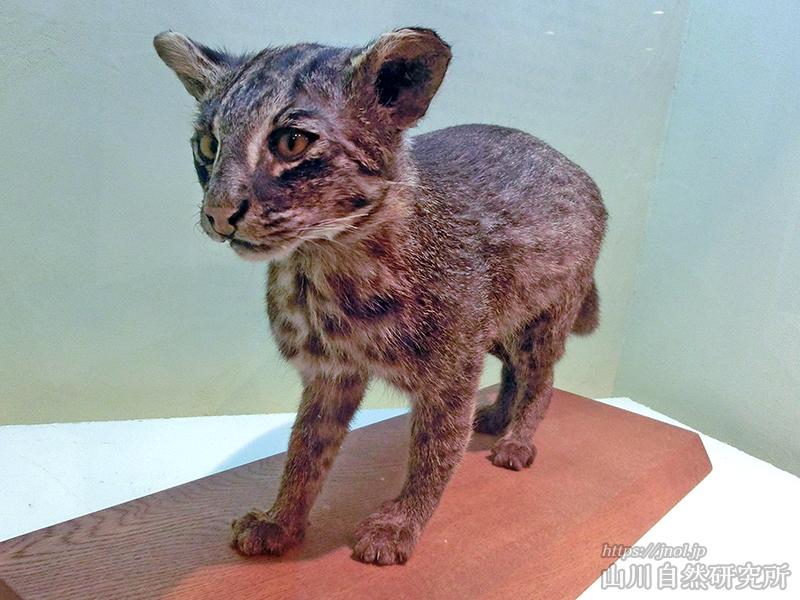 世界遺産 西表島の生き物 イリオモテヤマネコやカンムリワシ ハブ トカゲ類などについて解説 山川自然研究所 世界遺産 西表島の生き物 イリオモテヤマネコやカンムリワシ ハブ トカゲ類などについて解説 山川自然研究所