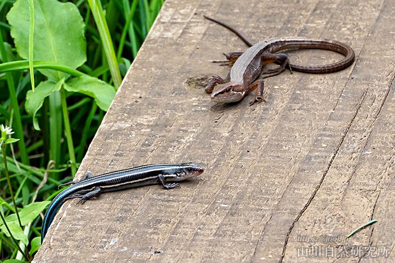 ヒガシニホントカゲ | トカゲとカナヘビの違い、生息地、餌や飼育について解説 | 山川自然研究所