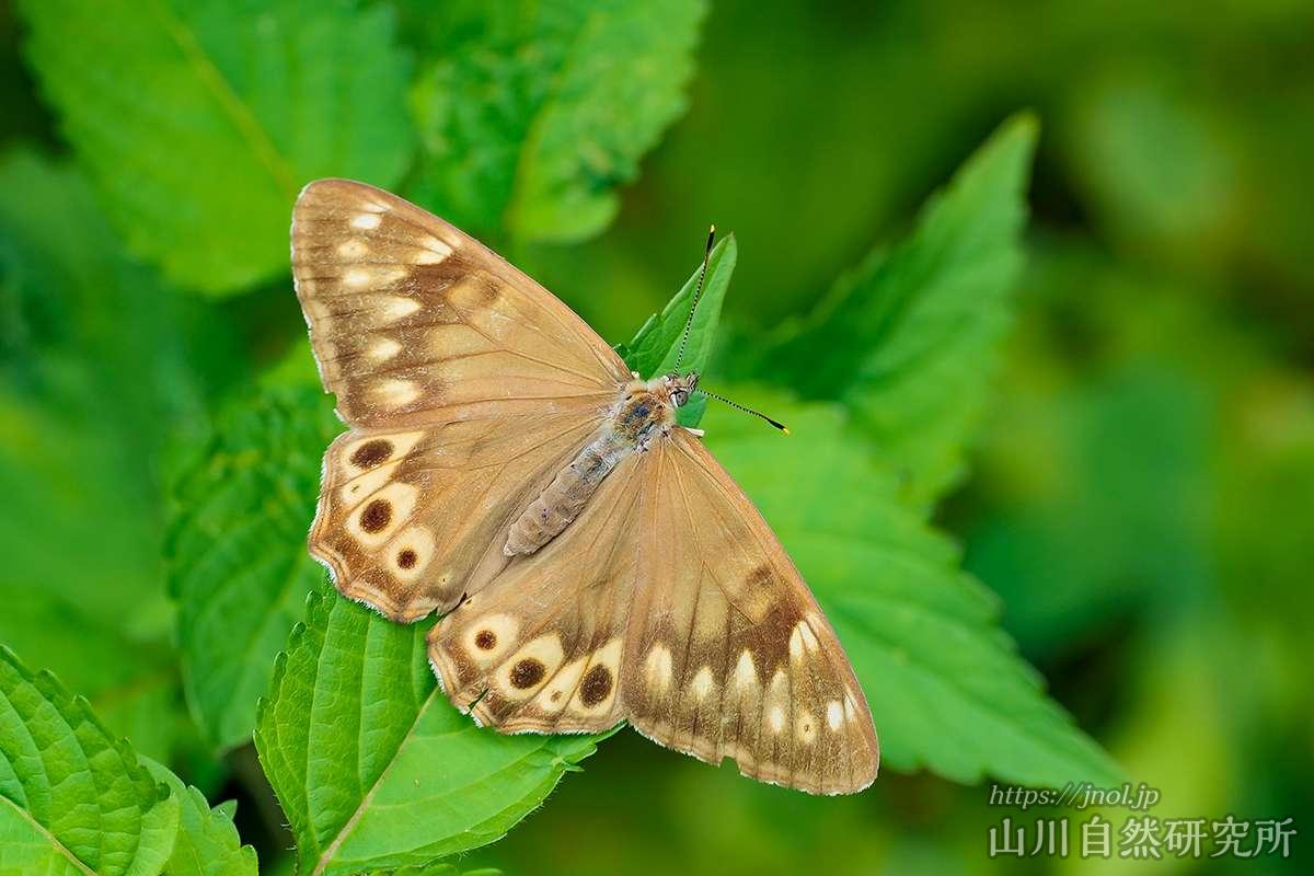 ヒメキマダラヒカゲ