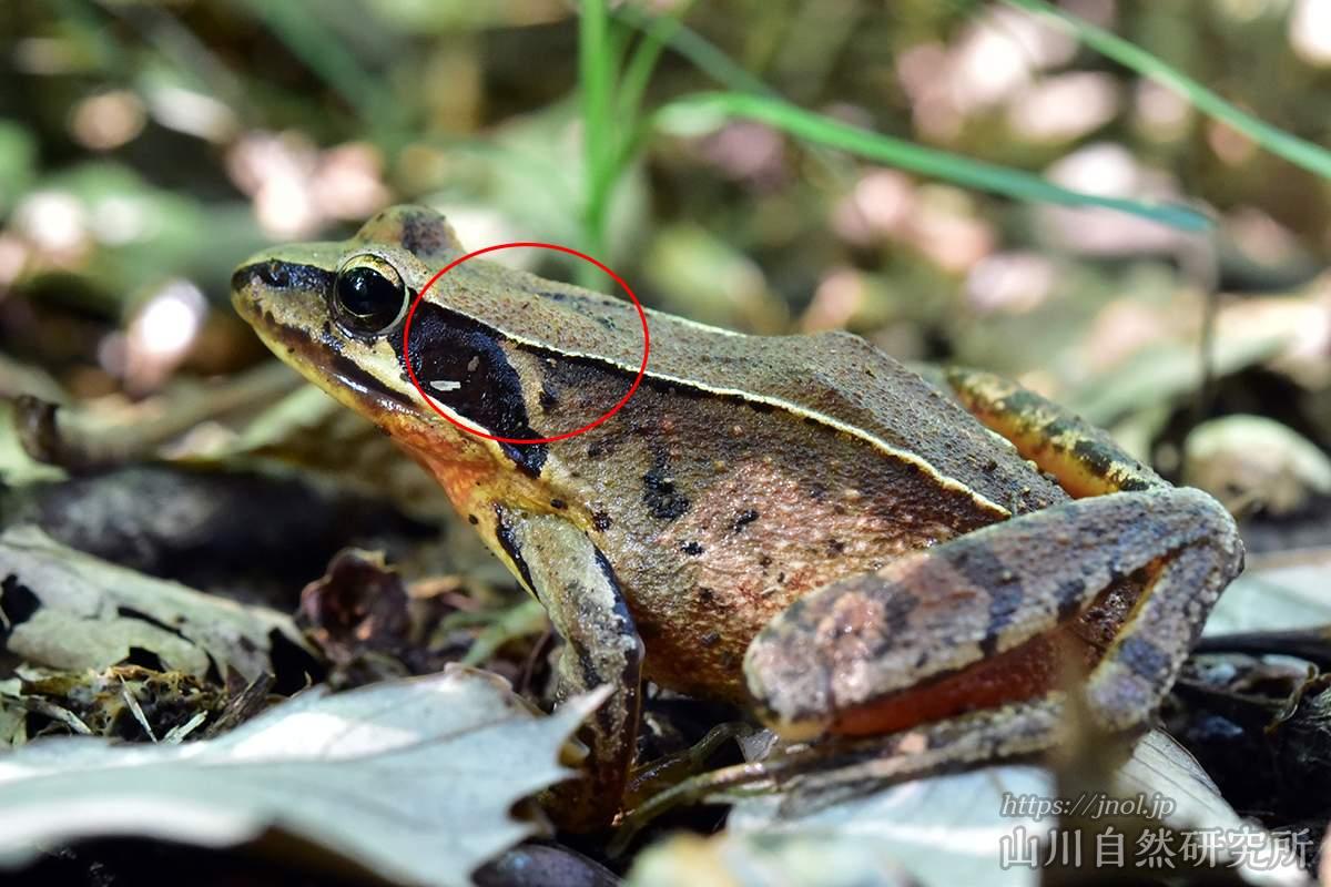 ニホンアカガエルとヤマアカガエルの見分け方、声、卵、生息地、繁殖期についての解説