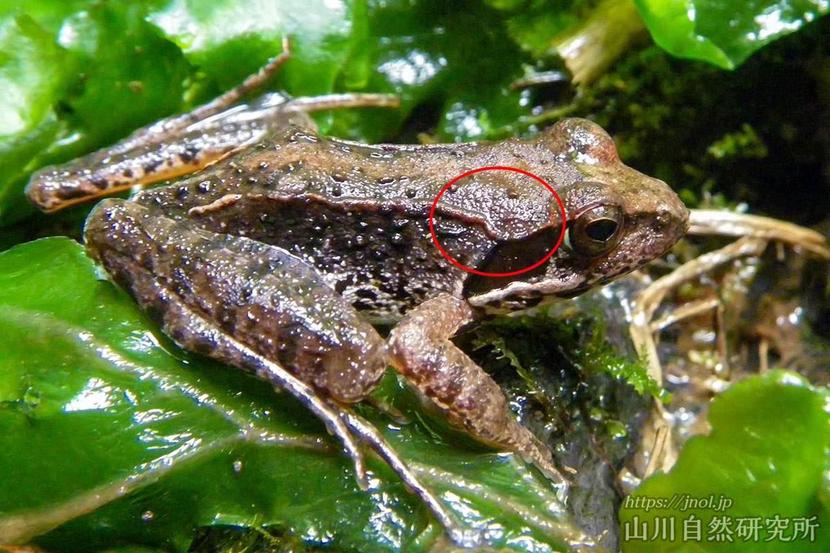 ニホンアカガエルとヤマアカガエルの見分け方、声、卵、生息地、繁殖期についての解説
