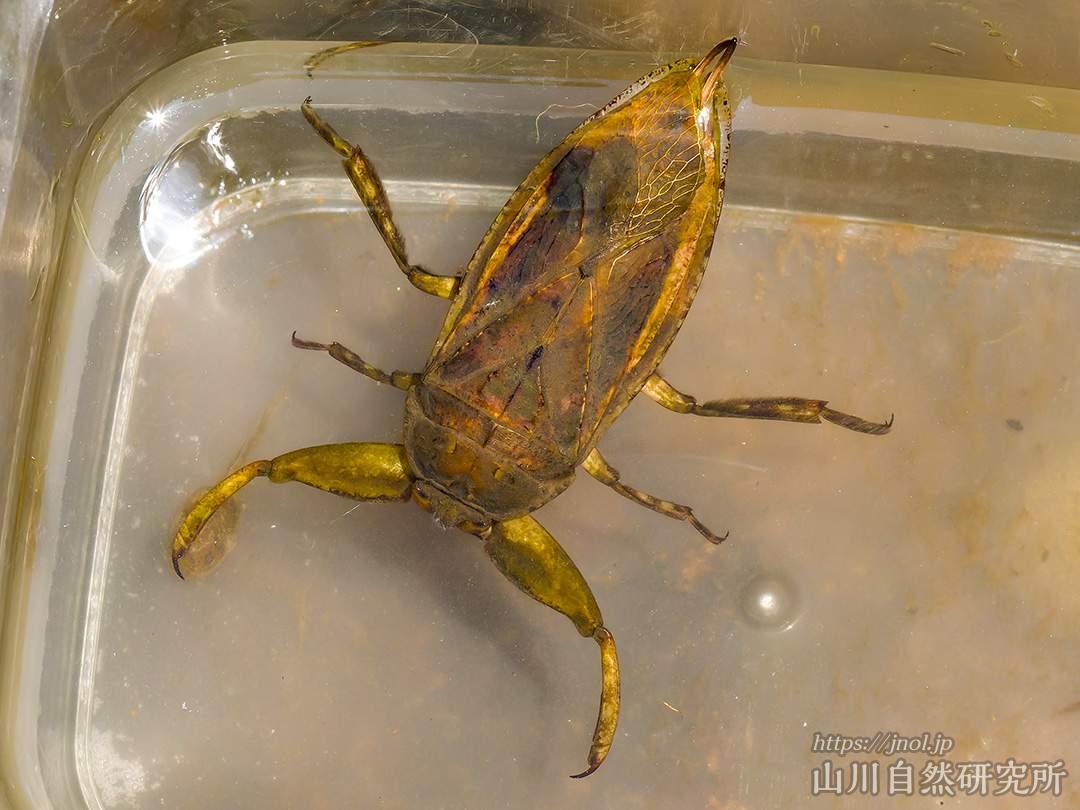 タガメ