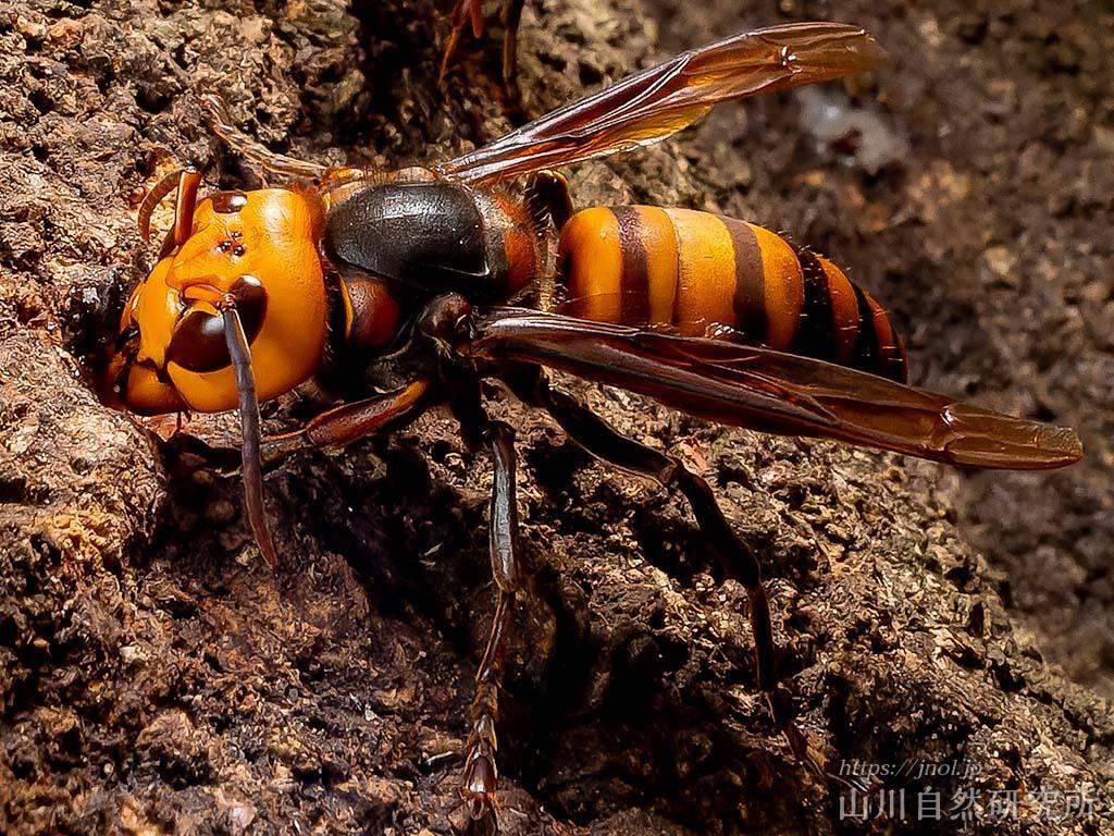 オオスズメバチ