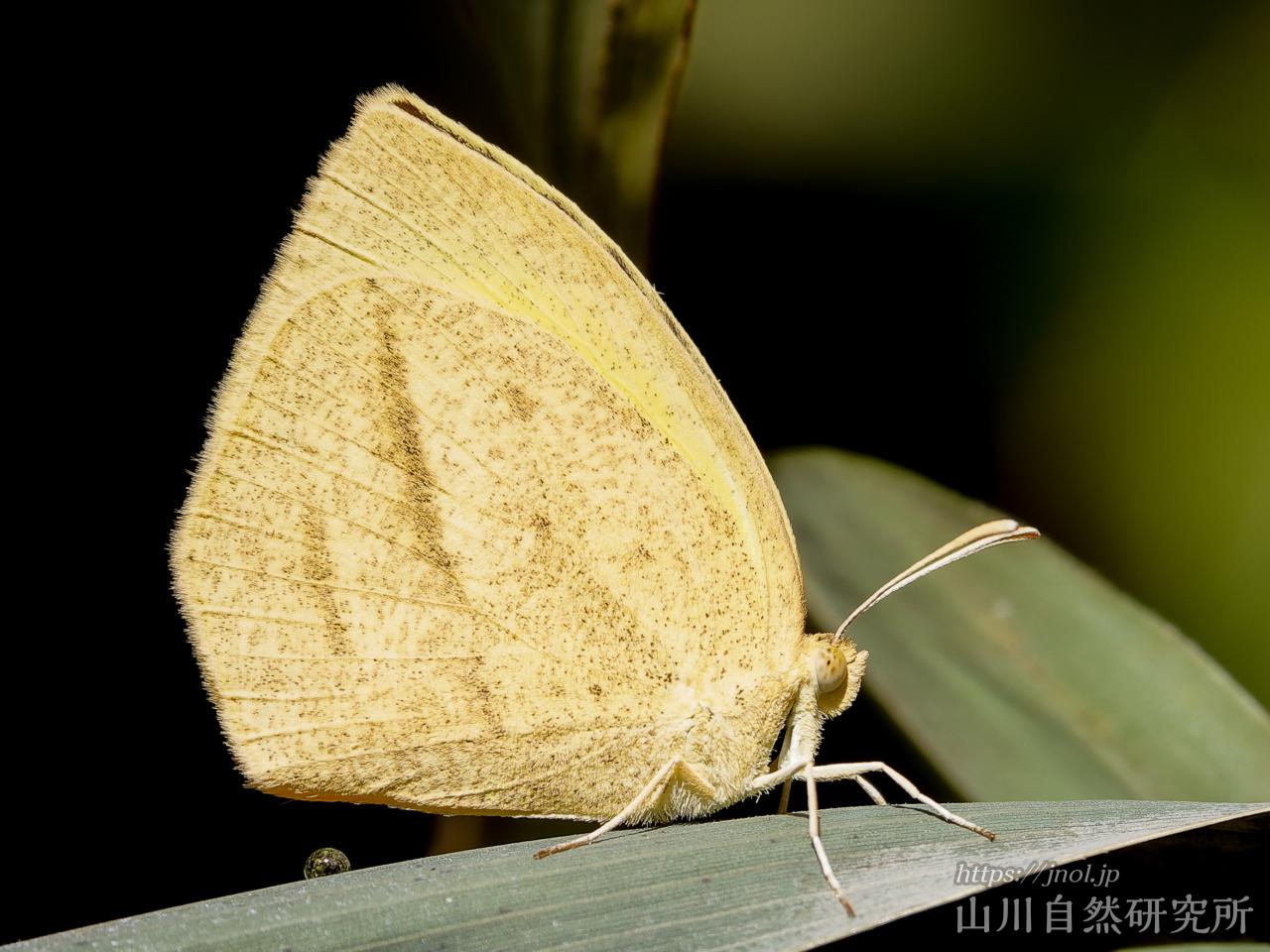標本 チョウ キチョウ タイワンキチョウ ツマグロキチョウ ツマベニチョウ モンキチョウ モンシロチョウ 2ケースセット 大得価，HOT