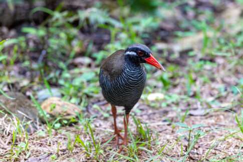 ヤンバルクイナ