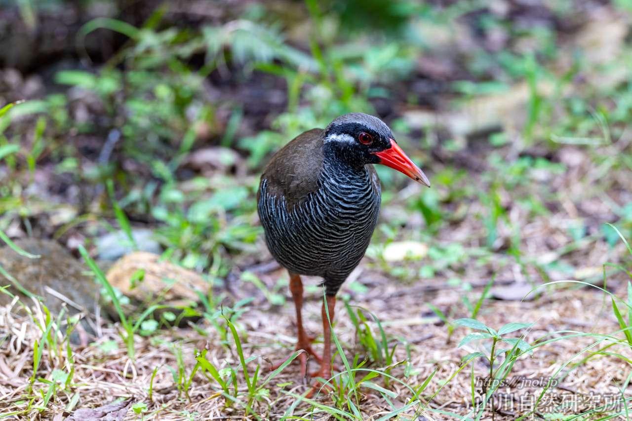ヤンバルクイナ