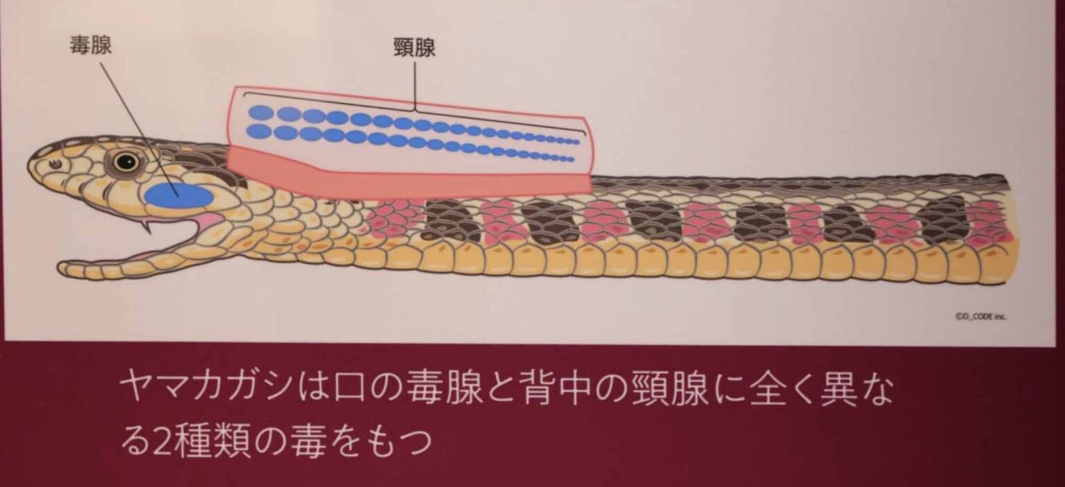 ヤマカガシの生息地、特徴や模様、毒性、幼蛇（赤ちゃん）を画像つきで解説| 日本ヘビ図鑑